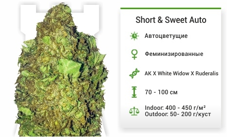 описание сорта Short Sweet Auto описание сорта Short Sweet Auto
