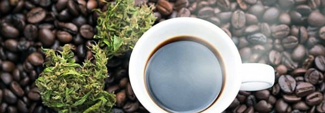 Кофейные сорта марихуаны Сорта конопли с запахом кофе