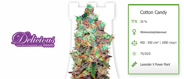 Cotton Candy Cotton Candy