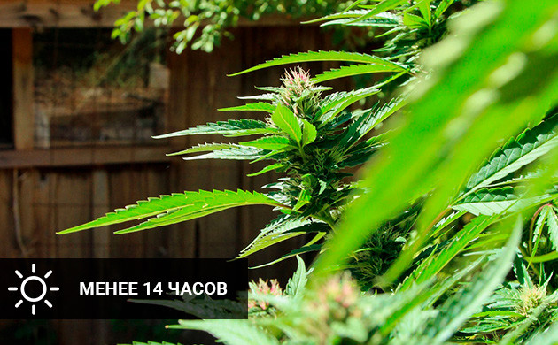 Световой режим в период предцвета Световой день меньше 14 часов