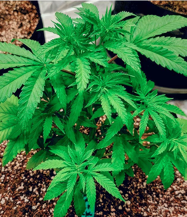 Куст DDoS #33 на 2 неделе выращивания