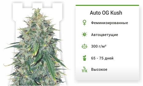 описание сорта Auto OG Kush Auto OG Kush