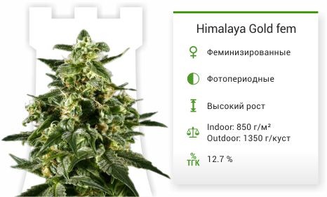 Семена марихуаны Himalaya Gold Himalaya Gold fem (Green House Seeds)