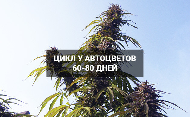 Время от посадки до сбора урожая 60-80 дней у автоцветов