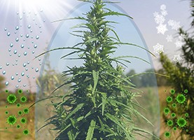 Неприхотливая марихуана хороший иммунитет