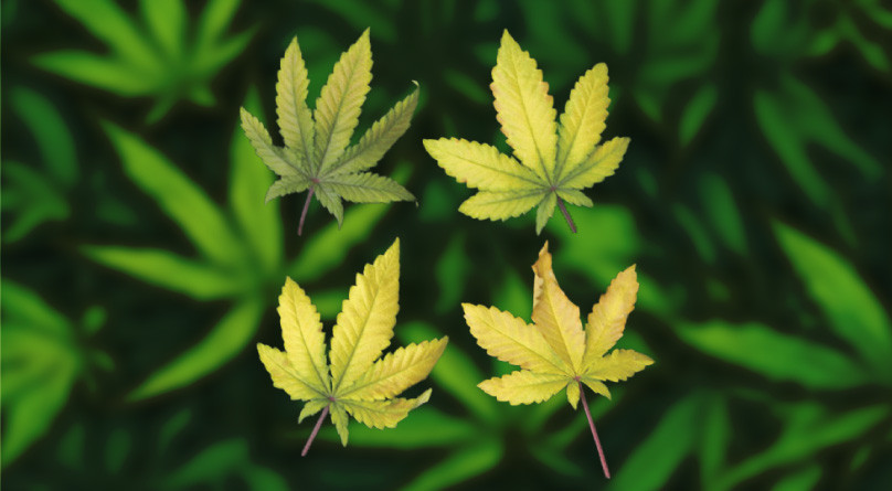 Желтые листья конопли