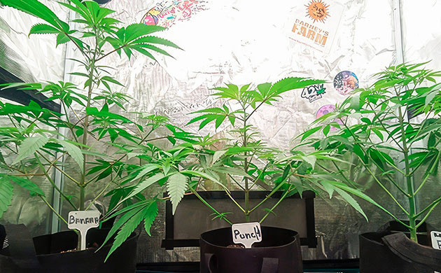 Состав удобрений для начала цветения Кусты Banana Punch от Barney's Farm на 7 неделе выращивания