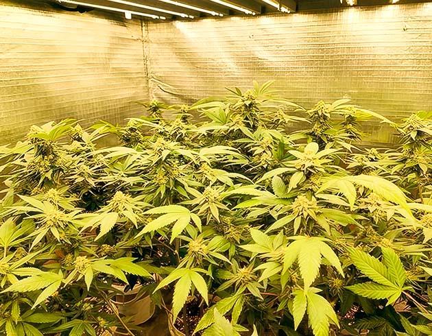 Появление трихом и небольшая дефолиация Кусты Godzilla Glue #4 от Herbies Seeds на 8 неделе