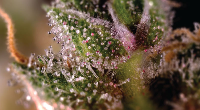 Трихомы под микроскопом