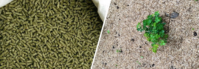 Использование конопли в сельском хозяйстве Конопля в сельском хозяйстве