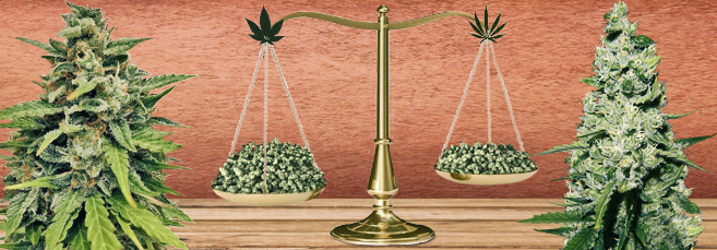 Сравнение урожая Индики и Сативы Индика и Сатива урожайность