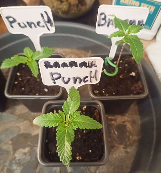 Ростки Banana Punch от Barney's Farm на 2 неделе