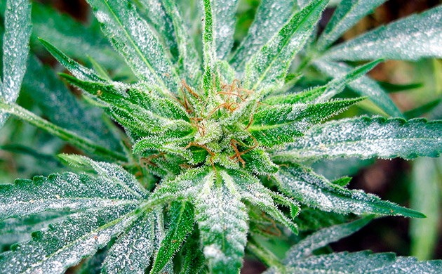 Белая гниль Белый налет на листьях конопли