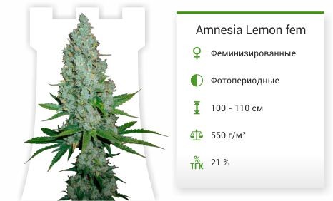 Сорт марихуаны Amnesia Lemon Amnesia Lemon fem от Barney's Farm