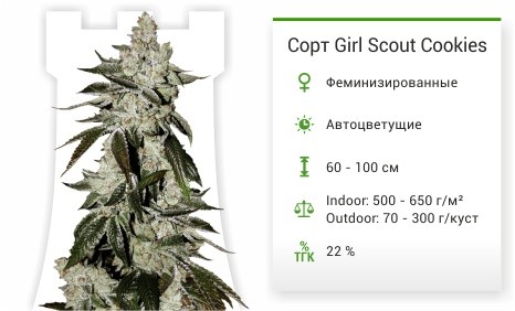 Сорт марихуаны Girl Scout Cookies auto Girl Scout Cookies auto fem (FastBuds)