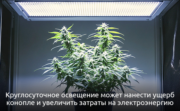 Как растет конопля при режиме 24/0 Режим 24/0