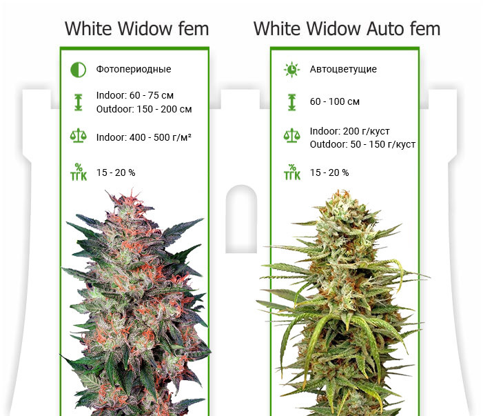Сорта White Widow от Dutch Passion Характеристики сортов White Widow от Dutch Passion