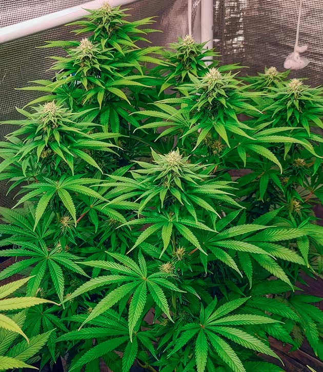 Куст DDoS #33 от Herbies Seeds на 9 неделе