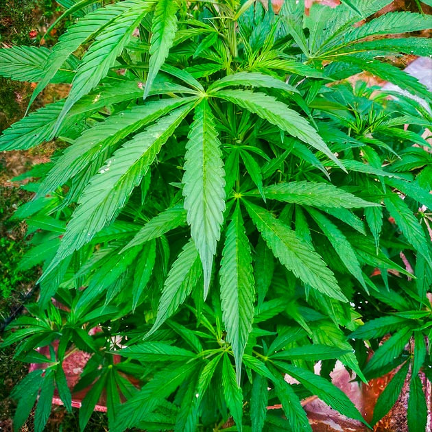 Дефолиация куста конопли Куст после дефолиации