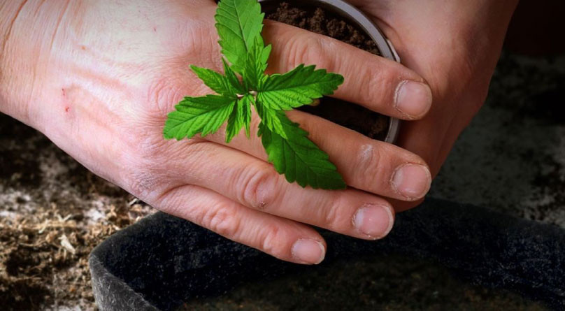 Как пересадить коноплю без стресса Пересадка без стресса