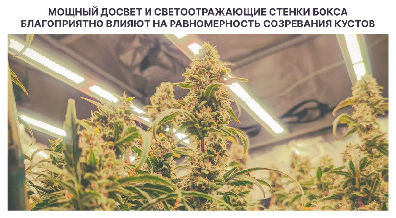 Влияние свет на созревание конопли Равномерное созревание кустов конопли