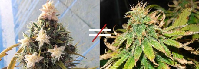 Белые наросты хорошо или плохо Из за чего появляются белые наросты на конопле