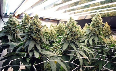 ScrOG конопля ScrOG – «Экран Зелени» (растягивание куста)