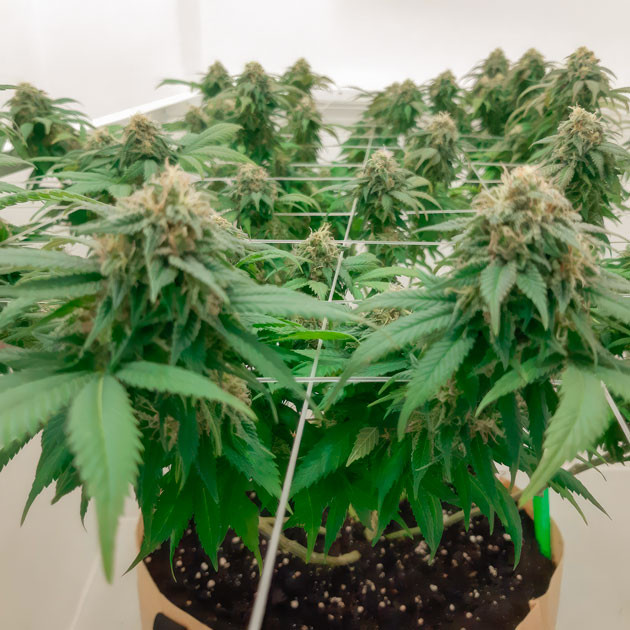 Полив марихуаны питательным раствором с увеличенной на 50 % концентрацией Куст Blackberry Moonrocks на 16 неделе