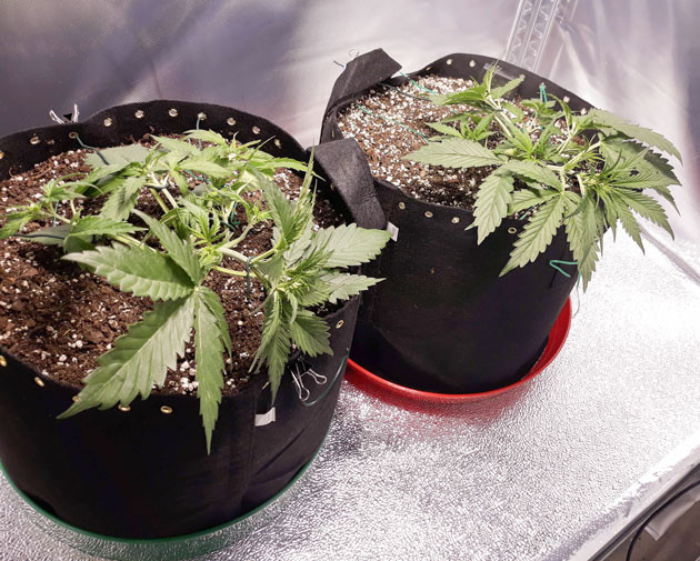 Применение LST 2 куста после LST