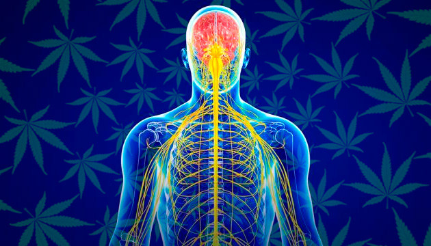 ЭКС человека Эндоканнабиноидная система