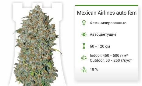 Mexican Airlines auto fem от FastBuds