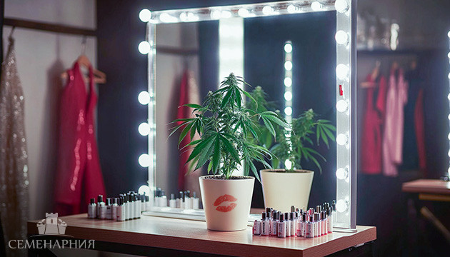 Как выглядят феминизированные растения конопли Женский каннабис