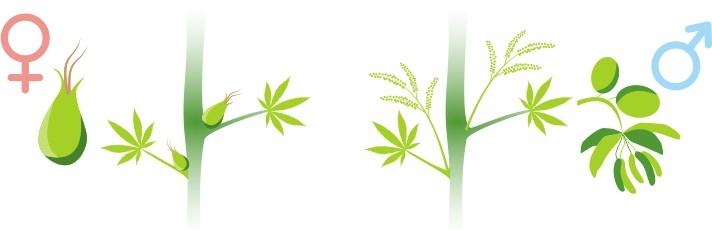 Предцветы конопли предцветы конопли