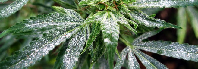 Мучнистая роса на конопле Мучнистая роса