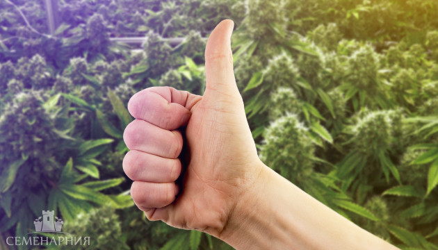 Вся польза конопли Польза каннабиса