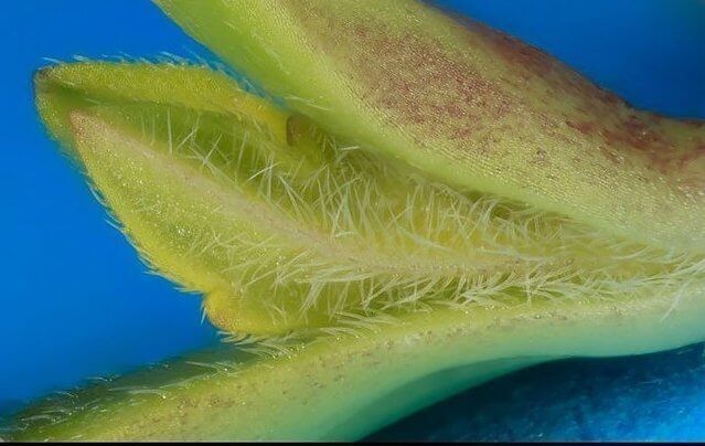 Росток конопли на 5 дне жизни Пятидневный росток каннабиса