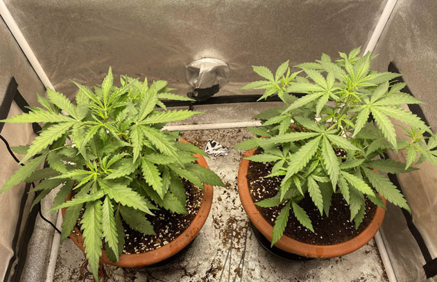 Кусты Banana Purple Punch Auto ростом 30 см