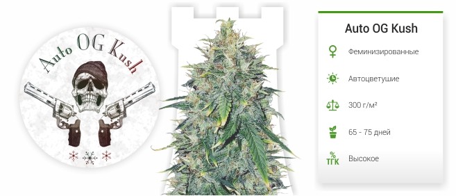Auto OG Kush Auto OG Kush