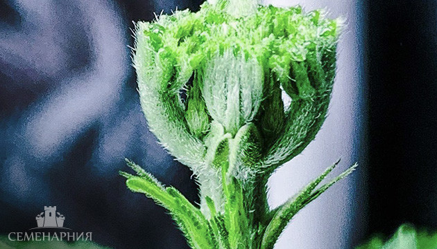 FIM метод Куст после FIM