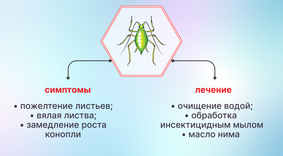 Избавление от тли на конопле Тля на конопле