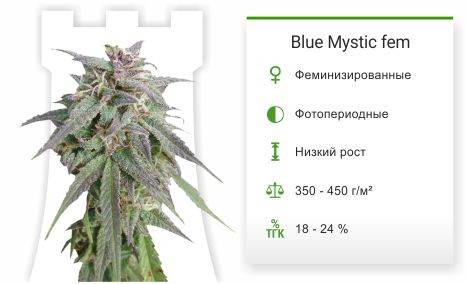 Сорт конопли Blue Mystic Automatic Blue Mystic Automatic fem от Nirvana Seeds