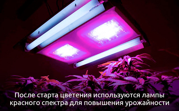 Определенный жизненный цикл — разный световой спектр Шпаргалка гровера по свету