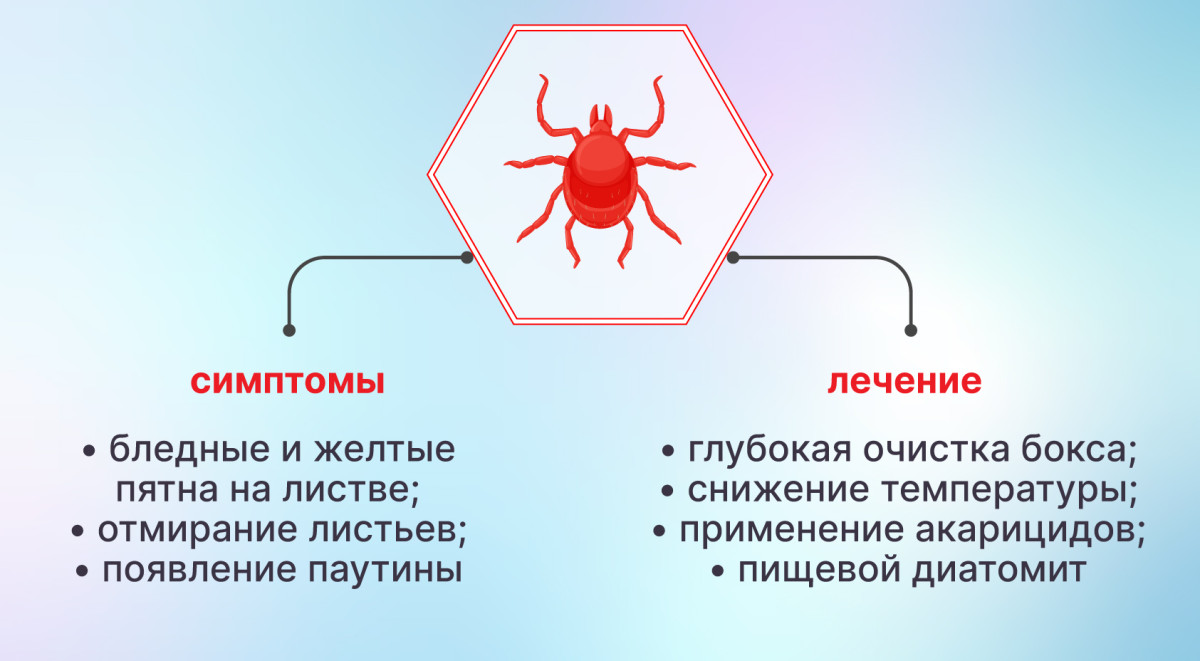 Избавление от паутинного клеща на конопле Паутинный клещ на конопле