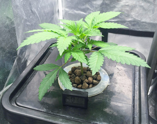 Росток DDoS #33 от сидбанка Herbies Seeds на 2 неделе