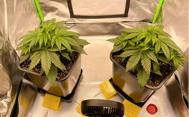 Кусты Apollo F1 Auto от RQS на 2 неделе