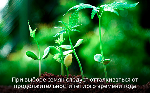 Подготовка к выращиванию конопли в аутдоре Инструктаж по выращиванию конопли в открытом грунте