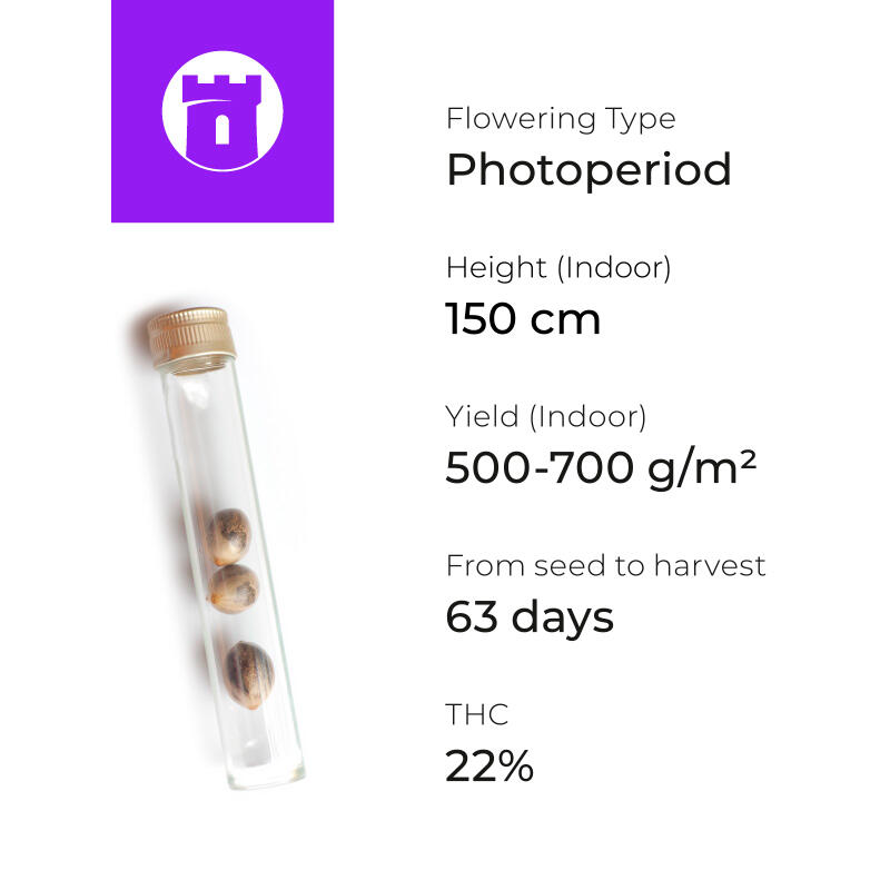 Zkittlez характеристики Zkittlez мощность и урожайность