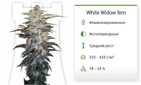 Сорт марихуаны White Widow White Widow fem (Nirvana Seeds)