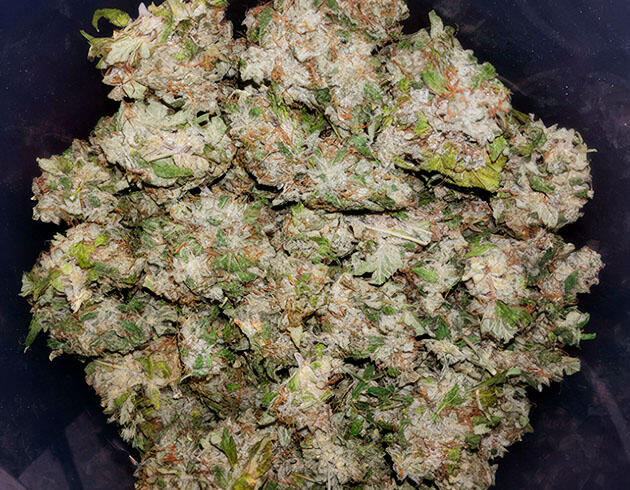 Харвест Auto White Widow