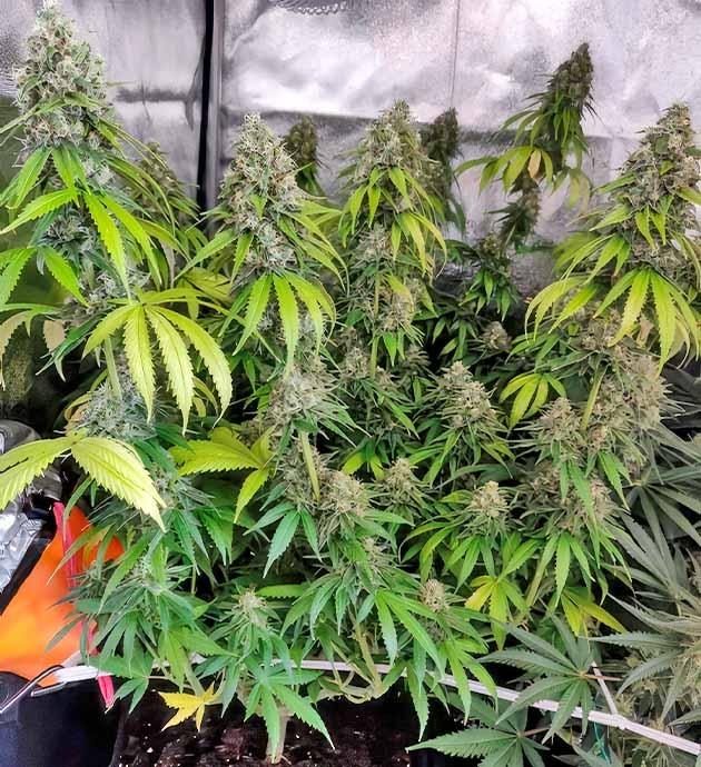 Куст ростом 61 сантиметр Куст LSD от Barney's Farm на стадии цветения